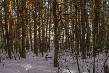 winter forest walks in the cold in russia