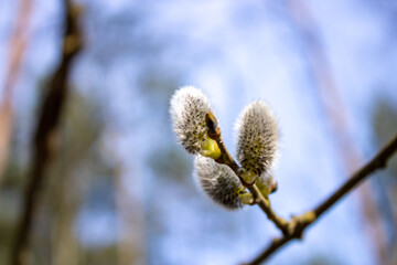 Willow branches with buds before flowering. Spring. Fluffy tree buds