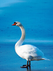 Weißer Schwan auf einem gefrorenen See. Blaue Eisfläche mit einem Schwan (Cygnus) als Mittelpunkt.