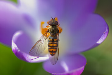 Pollination: closeup of Hoverfly on violet crocus with saffron-colored stamens