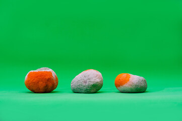 Three rotten mandarins on a green background. Wasting food concept