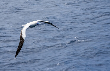 Fototapeta na wymiar Seabird Masked, Blue-faced Booby (Sula dactylatra) flying over the blue ocean. Seabird is hunting for flying fish jumping out of the water.