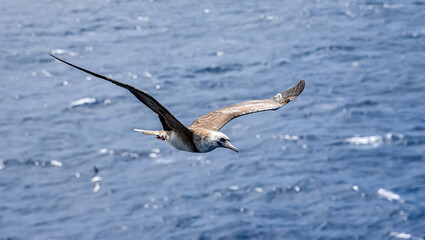 Seabird Masked, Blue-faced Booby (Sula dactylatra) flying over the blue ocean. Seabird is hunting for flying fish jumping out of the water.