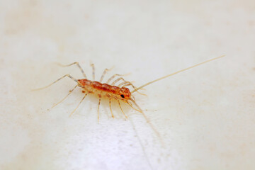 common house centipede on a white background, North China