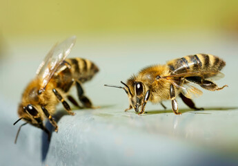 Bienen in Nahaufnahme bei sonnigem Wetter.