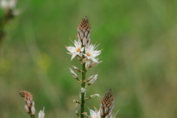 Asphodelus albus Flowers in the Countryside of Calabria (Italy)