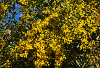 Mimosa spring flowers as a nature background.Springtime holidays concept for the International Women's Day or Mother's Day.