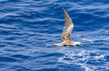 Seabird Masked, Blue-faced Booby (Sula dactylatra) flying over the blue ocean. Seabird is hunting for flying fish jumping out of the water.