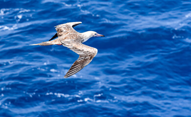 Fototapeta premium Seabird Masked, Blue-faced Booby (Sula dactylatra) flying over the blue ocean. Seabird is hunting for flying fish jumping out of the water.