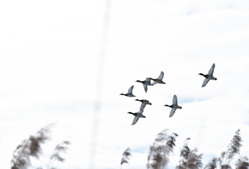 Ducks fly over the reeds in winter