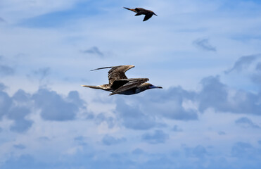 Seabird Masked, Blue-faced Booby (Sula dactylatra) flying over the blue ocean. Seabird is hunting for flying fish jumping out of the water.