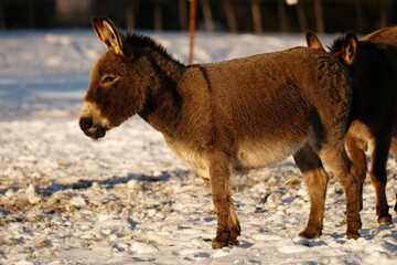 Mini donkeys in snow on farm during cold winter weather.