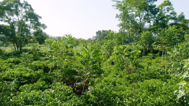 Plano aéreo de árboles de cacao