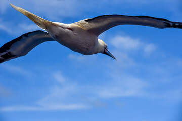 Seabird Masked, Blue-faced Booby (Sula dactylatra) flying over the blue ocean. Seabird is hunting for flying fish jumping out of the water.