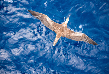 Seabird Masked, Blue-faced Booby (Sula dactylatra) flying over the blue ocean. Seabird is hunting for flying fish jumping out of the water.