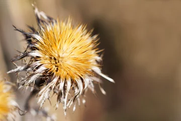 Vertrocknete Distel im Winter. Nahaufnahme einer Blüte in gelben und beigen Tönen mit braunem Hintergrund. © Elly Miller