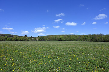 dandelion meadow forest and blue sky springtime landscape