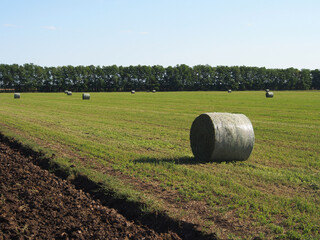 Summer landscape with mown hay packed in rolls. Rural landscape, beautiful place, concept of...