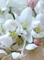 Spring floral apple tree bloom macro background texture, closeup, vertical, easter, mother's and women's day holiday background concept