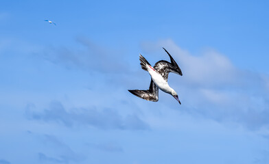 Seabird Masked, Blue-faced Booby (Sula dactylatra) flying over the blue ocean. Seabird is hunting for flying fish jumping out of the water.