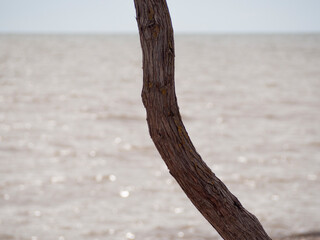 Natural background. The tree trunk divides the frame in half, with the water blurred and glistening in the sun in the background.