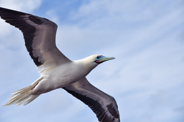 Seabird Masked, Blue-faced Booby (Sula dactylatra) flying over the blue ocean. Seabird is hunting for flying fish jumping out of the water.