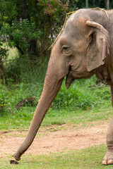Asia elephant or Asiatic elephant