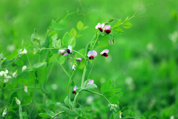 Red pea flowers in farmland, North China