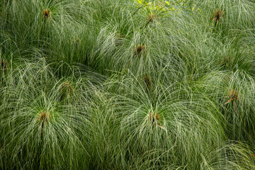 Longleaf Pine tree