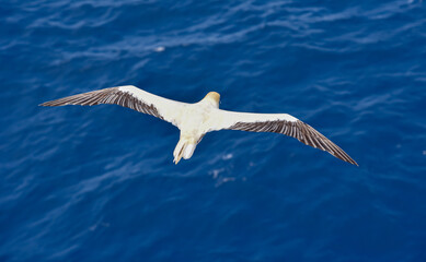 Seabird Masked, Blue-faced Booby (Sula dactylatra) flying over the blue ocean. Seabird is hunting for flying fish jumping out of the water.