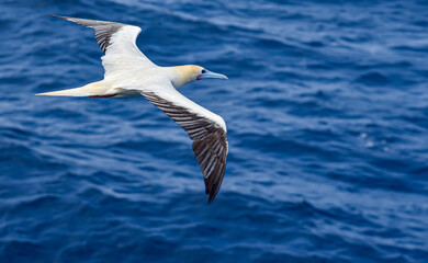 Seabird Masked, Blue-faced Booby (Sula dactylatra) flying over the blue ocean. Seabird is hunting for flying fish jumping out of the water.