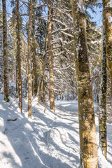 Sentier enneigé dans la forêt