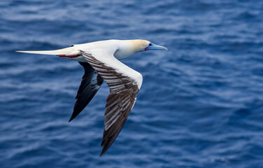 Seabird Masked, Blue-faced Booby (Sula dactylatra) flying over the blue ocean. Seabird is hunting for flying fish jumping out of the water.