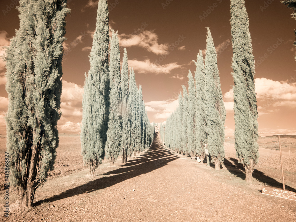 Wall mural italy, tuscany. infrared image of long row of cypress in tuscany.