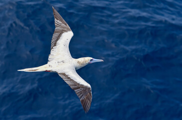 Seabird Masked, Blue-faced Booby (Sula dactylatra) flying over the blue ocean. Seabird is hunting for flying fish jumping out of the water.