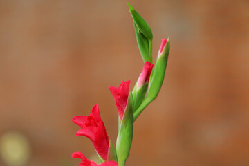 Beautiful Gladiolus flowers in the garden, North China