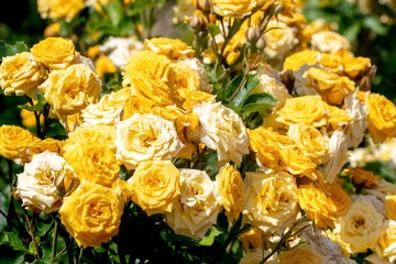 Yellow roses on a flower bed in sunny weather