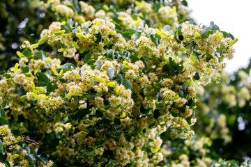Linden blossoms, linden flowers on a tree in sunny weather, linden - a honey-bearing medicinal plant