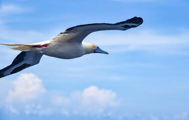 Seabird Masked, Blue-faced Booby (Sula dactylatra) flying over the blue ocean. Seabird is hunting for flying fish jumping out of the water.