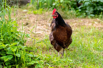 Chicken with black and brown feathers in the garden on green grass