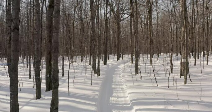 Maple farm in winter, maple syrup, Canada