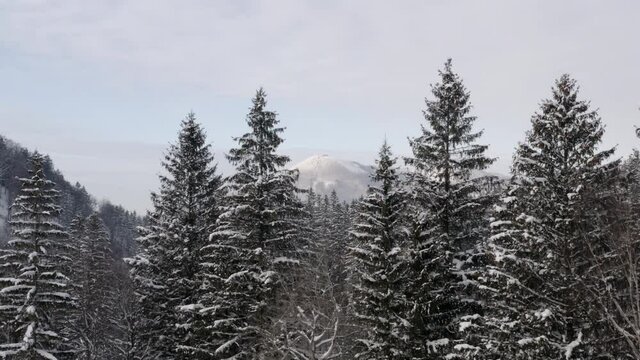 Snowy coniferous forest in mountains in Czechia in winter.