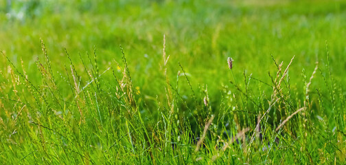 Summer background with green grass, green grass on a meadow in the woods