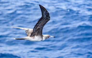 Seabird Masked, Blue-faced Booby (Sula dactylatra) flying over the blue ocean. Seabird is hunting for flying fish jumping out of the water.