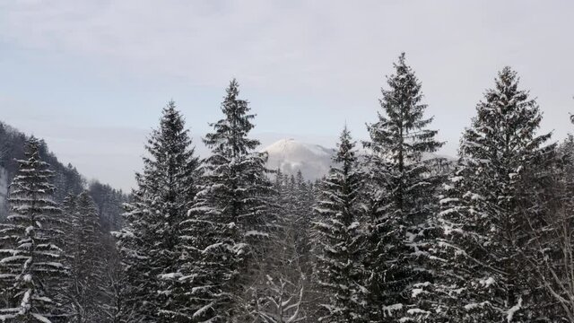 Snowcapped mountain range beyond a coniferous forest in winter,Czechia.