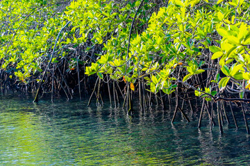Landscapes of Elizabeth Bay on Isabella Island in the Galapagos Islands