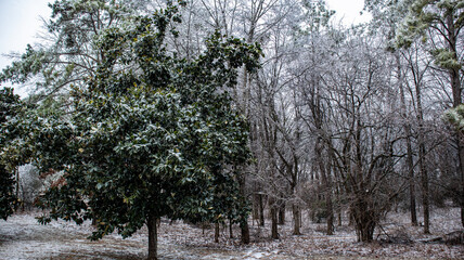 Snow covered green tree in winter ice and snow storm in alabama