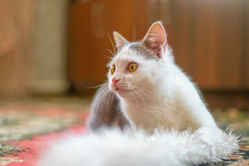 White spotted cat in the room with an attentive look