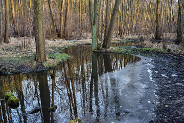 Ice on a river in a deciduous forest during winter