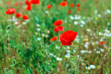 Blooming poppy in field. Beautiful field with blooming poppies as symbol of memory of war and anzac day in summer. Wildflowers poppy field landscape.